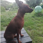 Cuccioli di Zwergpinscher - Foto n. 2