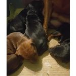 Cuccioli di Zwergpinscher - Foto n. 4
