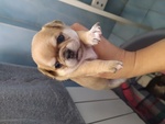 🐶 Chihuahua maschio di 6 settimane (cucciolo) in vendita a San Colombano Certenoli (GE) e in tutta Italia da privato