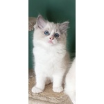 Cucciole Ragdoll - Foto n. 1