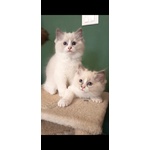 Cucciole Ragdoll - Foto n. 2