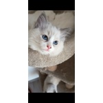 Cucciole Ragdoll - Foto n. 4