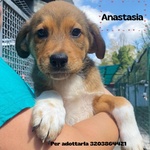 🐶 Altra Razza femmina di 3 mesi in adozione a Latina (LT) e in tutta Italia da associazione animali