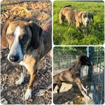 🐶 Altra Razza femmina in adozione a Milano (MI) e in tutta Italia da privato