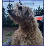 Giovanni Timido Spinoncino - in Cerca di Affetto - Foto n. 2