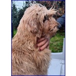 Giovanni Timido Spinoncino - in Cerca di Affetto - Foto n. 4