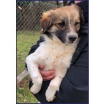 Metzcal 1anno tg Picc. Vuole le Coccole - Foto n. 2