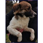 Metzcal 1anno tg Picc. Vuole le Coccole - Foto n. 4