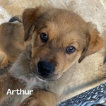 🐶 Altra Razza maschio di 3 mesi in adozione a Latina (LT) e in tutta Italia da associazione animali