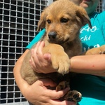 Arthur Dolce Cucciolo Maschio 3 mesi Cerca casa - Adozione Canile Latina - Foto n. 2