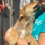 Arthur Dolce Cucciolo Maschio 3 mesi Cerca casa - Adozione Canile Latina - Foto n. 5