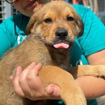 Arthur Dolce Cucciolo Maschio 3 mesi Cerca casa - Adozione Canile Latina - Foto n. 6