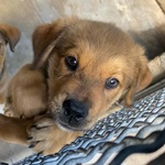 Arthur Dolce Cucciolo Maschio 3 mesi Cerca casa - Adozione Canile Latina - Foto n. 7