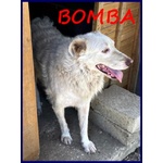 Bomba Giovane e Superaffettuosa - tg Abbondante - Foto n. 5