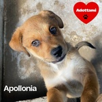 🐶 Altra Razza femmina di 3 mesi in adozione a Latina (LT) e in tutta Italia da associazione animali