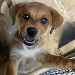 Apollonia Dolce Cucciola Cerca casa - Adozione Canile di Latina - Foto n. 2