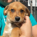 Apollonia Dolce Cucciola Cerca casa - Adozione Canile di Latina - Foto n. 5