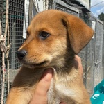 Apollonia Dolce Cucciola Cerca casa - Adozione Canile di Latina - Foto n. 6