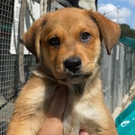 Apollonia Dolce Cucciola Cerca casa - Adozione Canile di Latina - Foto n. 7