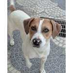 Beppe 5anni un Tenerone - Ottimo Carattere - Foto n. 5