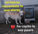🐶 Altra Razza femmina in adozione a Milano (MI) e in tutta Italia da privato