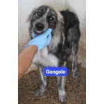 Dotto-Gongolo-Mammolo 1anno Circa tg Grande - Foto n. 2