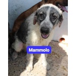 Dotto-Gongolo-Mammolo 1anno Circa tg Grande - Foto n. 3