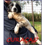 Curacao Giovane Timidino tg Piccola - Foto n. 1