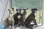 🐶 Altra Razza di 3 mesi in adozione a Chioggia (VE) e in tutta Italia da associazione animali