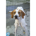 🐶 Pointer maschio di 9 mesi in adozione a Chioggia (VE) e in tutta Italia da associazione animali