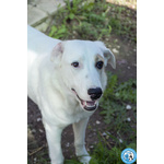 🐶 Altra Razza femmina di 1 anno in adozione a Chioggia (VE) e in tutta Italia da associazione animali