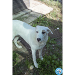 Perla, Cucciolona Esuberante e Gioiosa… - Foto n. 4