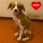 🐶 Altra Razza femmina di 8 mesi in adozione a Latina (LT) e in tutta Italia da associazione animali