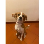 Ariel Dolce Cagnolina mix Breton Cerca casa - 8 Mesi - Foto n. 2