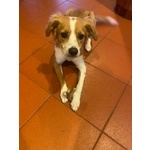 Ariel Dolce Cagnolina mix Breton Cerca casa - 8 Mesi - Foto n. 3