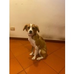 Ariel Dolce Cagnolina mix Breton Cerca casa - 8 Mesi - Foto n. 4