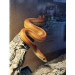 Pantherophis Guttatus - Coppia di Serpenti Napoli (na) - Foto n. 2
