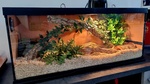 Pantherophis Guttatus - Coppia di Serpenti Napoli (na) - Foto n. 3