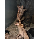 Pantherophis Guttatus - Coppia di Serpenti Napoli (na) - Foto n. 4
