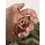 Pantherophis Guttatus - Coppia di Serpenti Napoli (na) - Foto n. 5