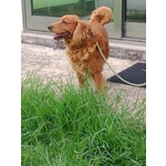 Romeo Dolce Simil Cocker 9 anni Cerca Adozione - Foto n. 2
