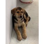 Mara Dolce Cucciola 2 mesi Cerca Adozione - Mamma Hovawart e papà Labrador - Foto n. 2