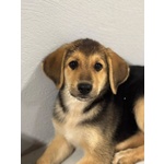 Mara Dolce Cucciola 2 mesi Cerca Adozione - Mamma Hovawart e papà Labrador - Foto n. 4