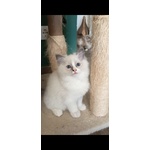 Cucciola Ragdoll - Foto n. 1