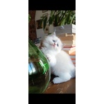 Cucciola Ragdoll - Foto n. 2