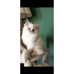 Cucciola Ragdoll - Foto n. 3