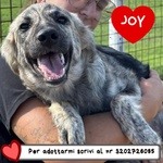 Joy Dolce Cucciola 7 mesi Cerca casa - Adozione - Foto n. 1