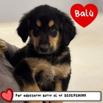Balù Dolce Cucciolo 2 mesi Cerca casa - papà Labrador - Foto n. 1