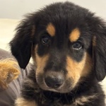 Balù Dolce Cucciolo 2 mesi Cerca casa - papà Labrador - Foto n. 2