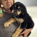 Balù Dolce Cucciolo 2 mesi Cerca casa - papà Labrador - Foto n. 5